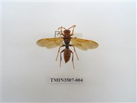 藏品(暗黃長腳蜂)的圖片